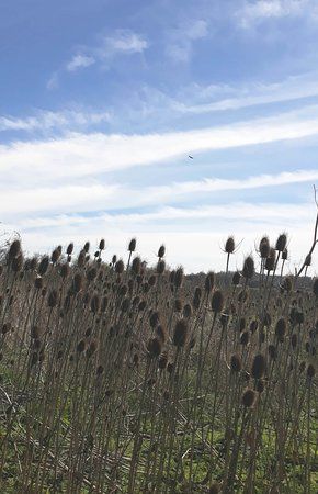 Anderson Marsh State Historic Park